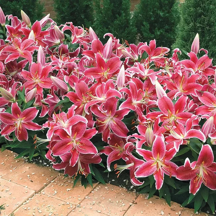 Starlight Magic Oriental Carpet Border Lily™