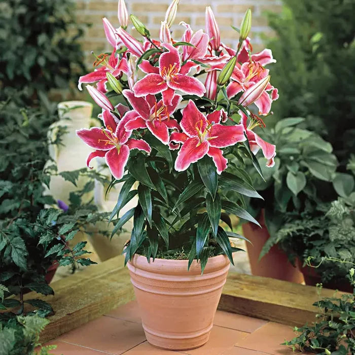 Starlight Magic Oriental Carpet Border Lily™