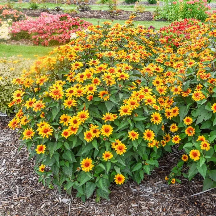 Sundial False Sunflower