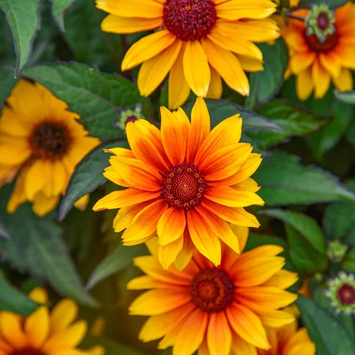 Sundial False Sunflower