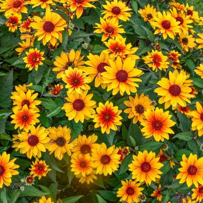 Sundial False Sunflower