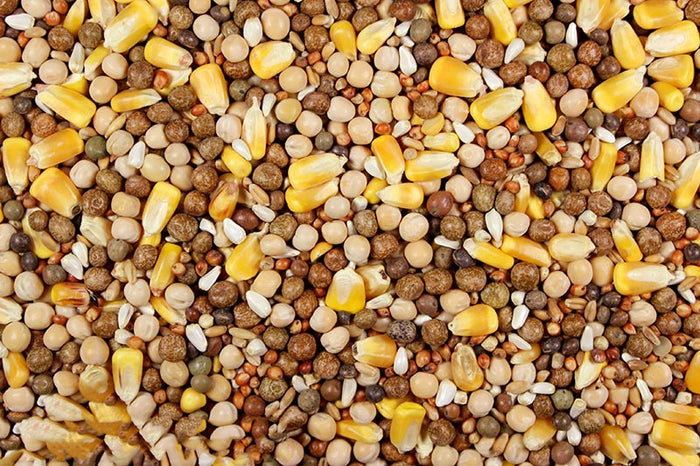 Racing Pigeon Feed