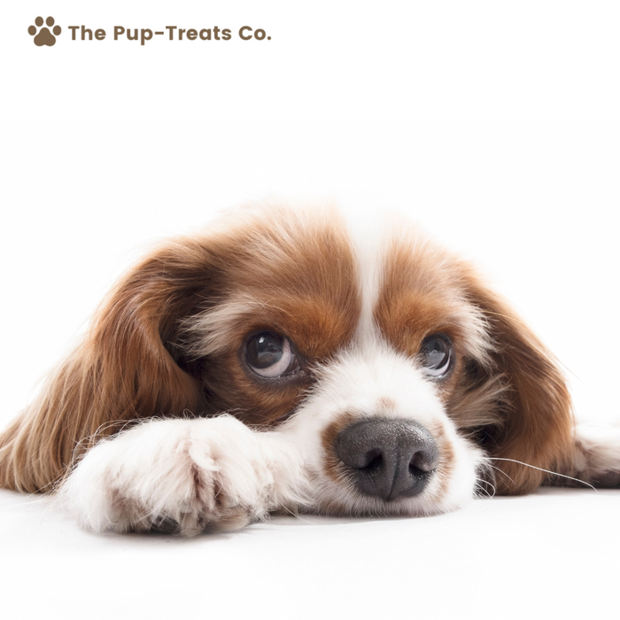 Tail-Wagging  E-Gift Card