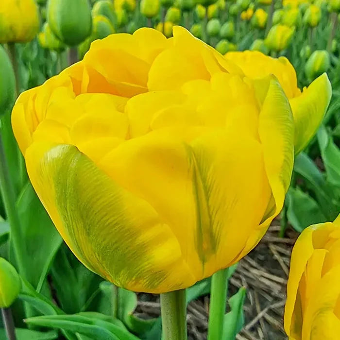 Vulcan d'Or Tulip