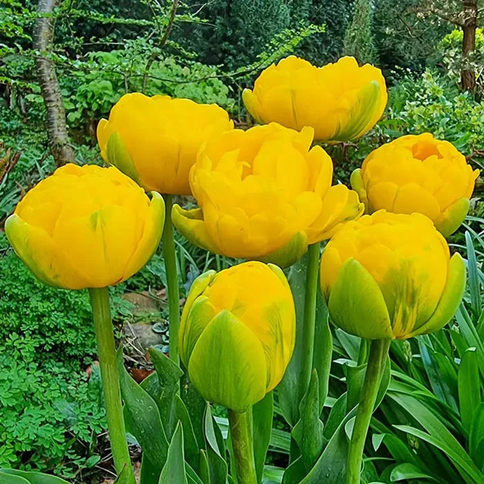 Vulcan d'Or Tulip