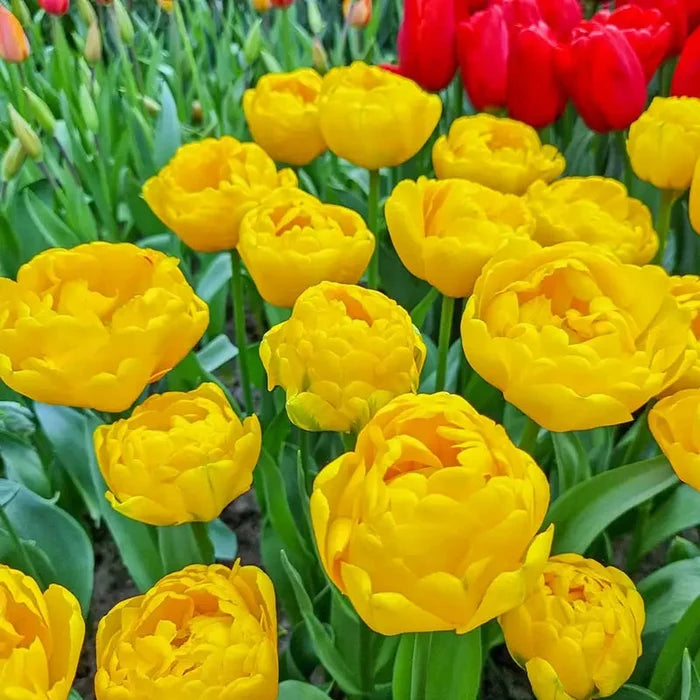 Vulcan d'Or Tulip