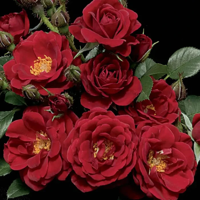 Warm & Fuzzy™ Miniature Rose