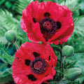 Oriental Poppy Watermelon