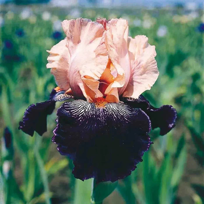 Wench Iris