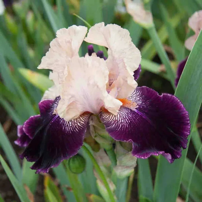Wench Tall Bearded Iris