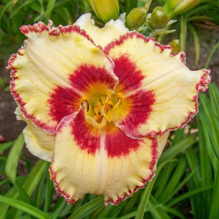 Whirling Rainbows Daylily