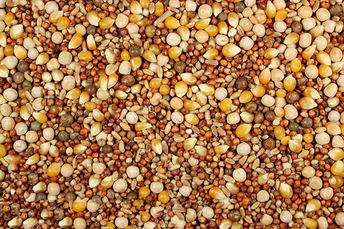 Pigeon Feed with popcorn
