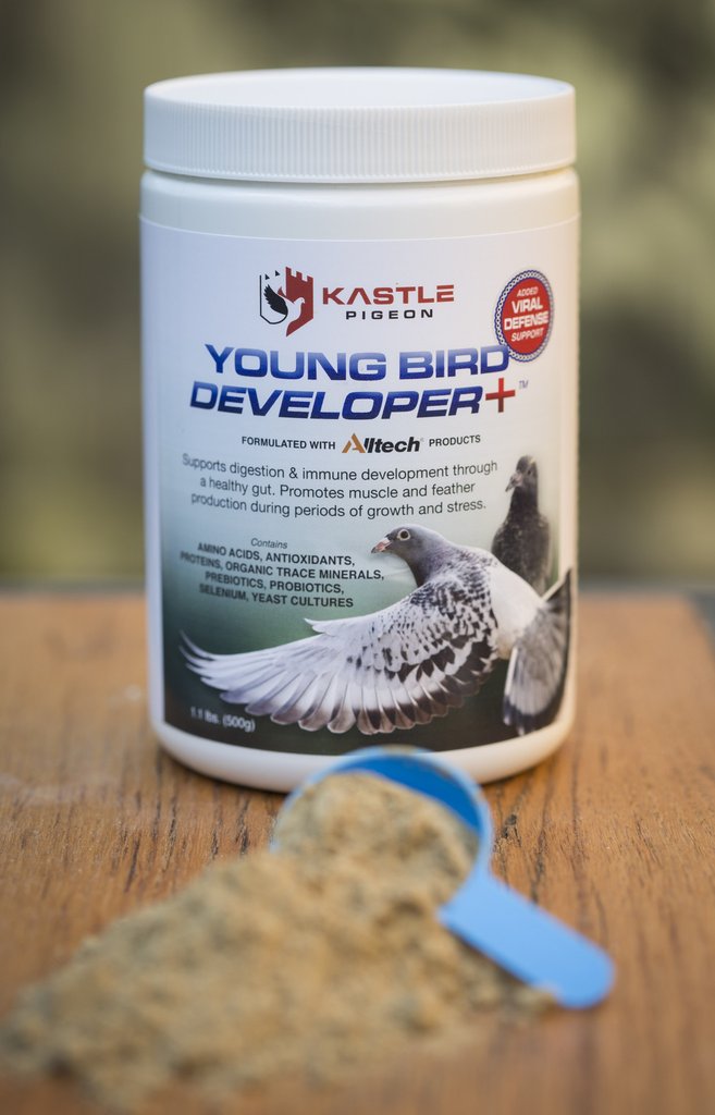 Young Bird Developer+ (Kastle)