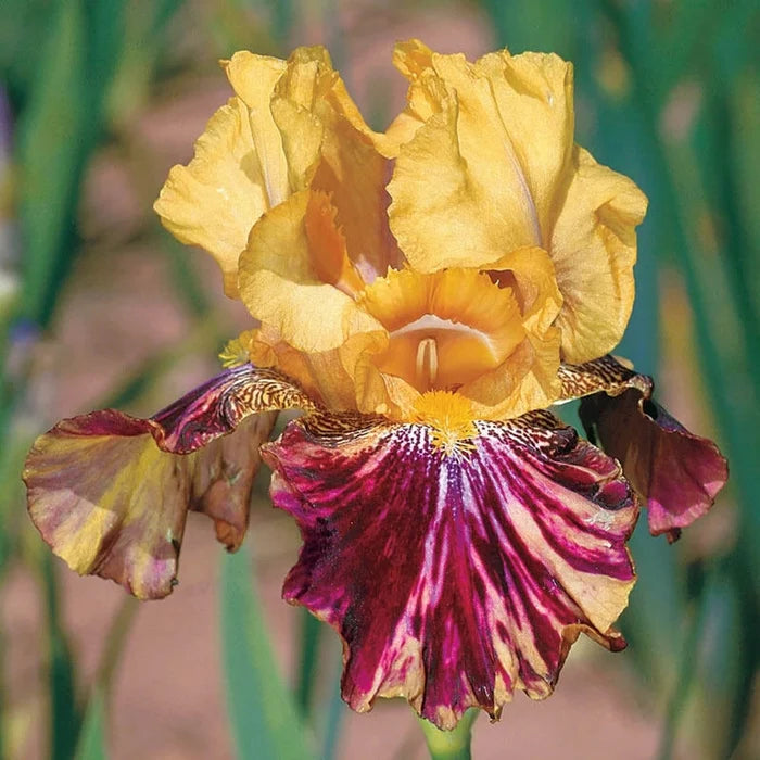 Ziggy Bearded Iris